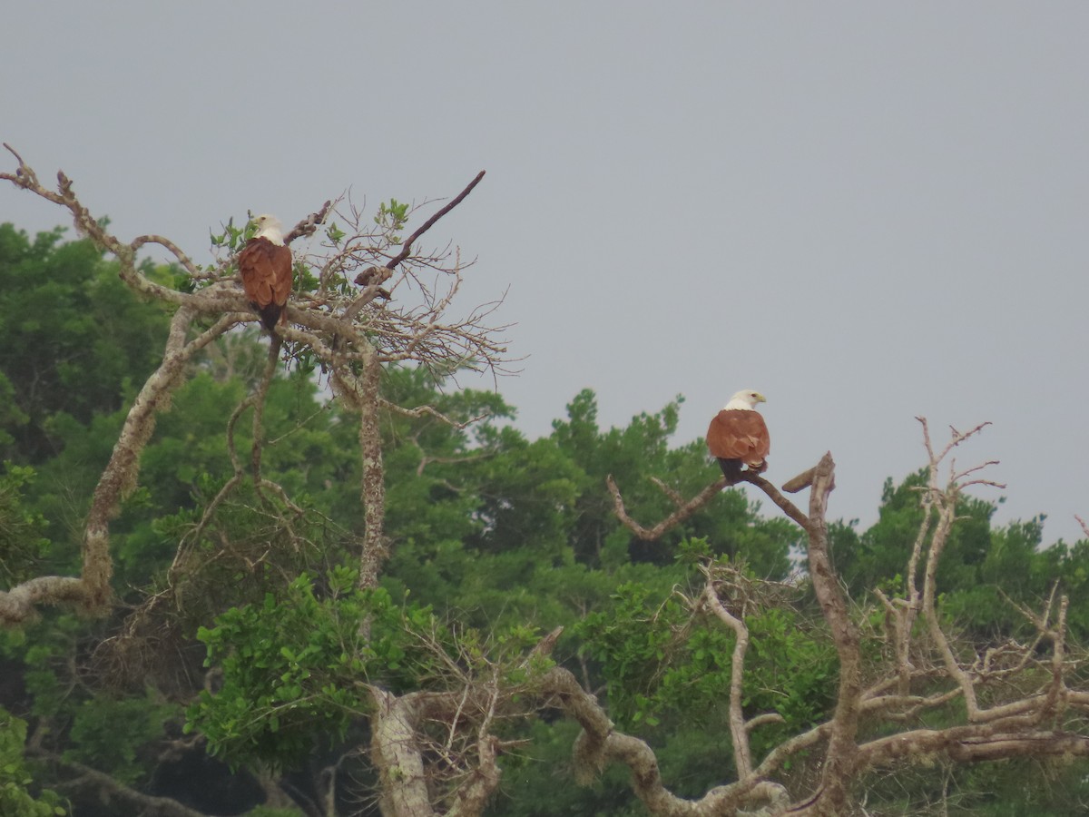 Шуліка королівський - ML646420955