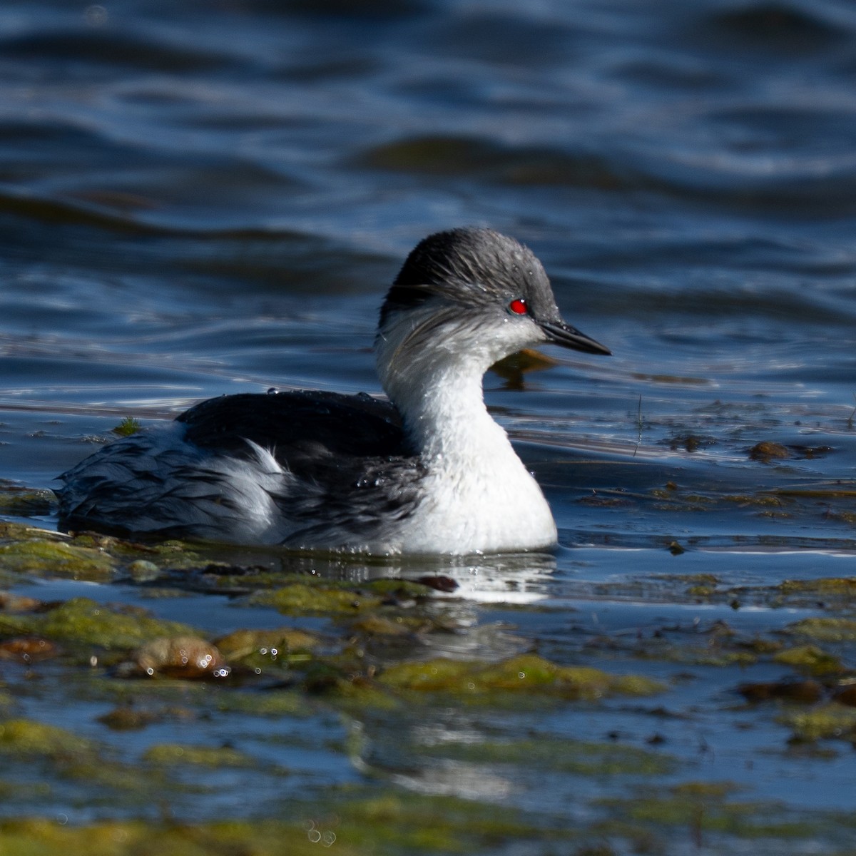 potápka stříbřitá (ssp. juninensis) - ML646420956