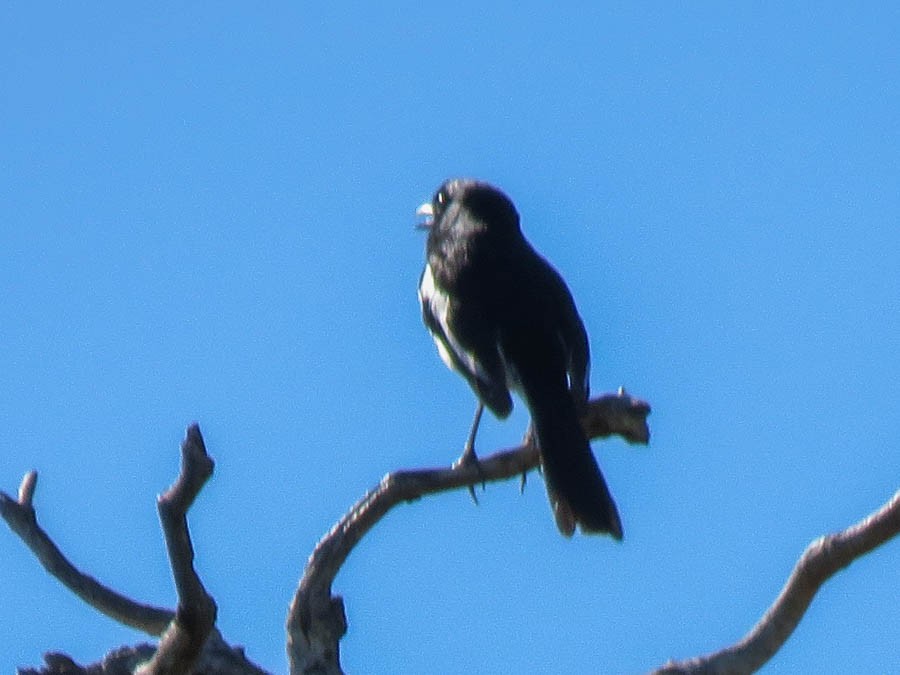 Madagascar Magpie-Robin - ML646420959