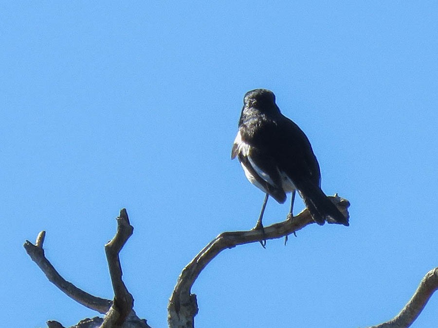 Madagascar Magpie-Robin - ML646420960