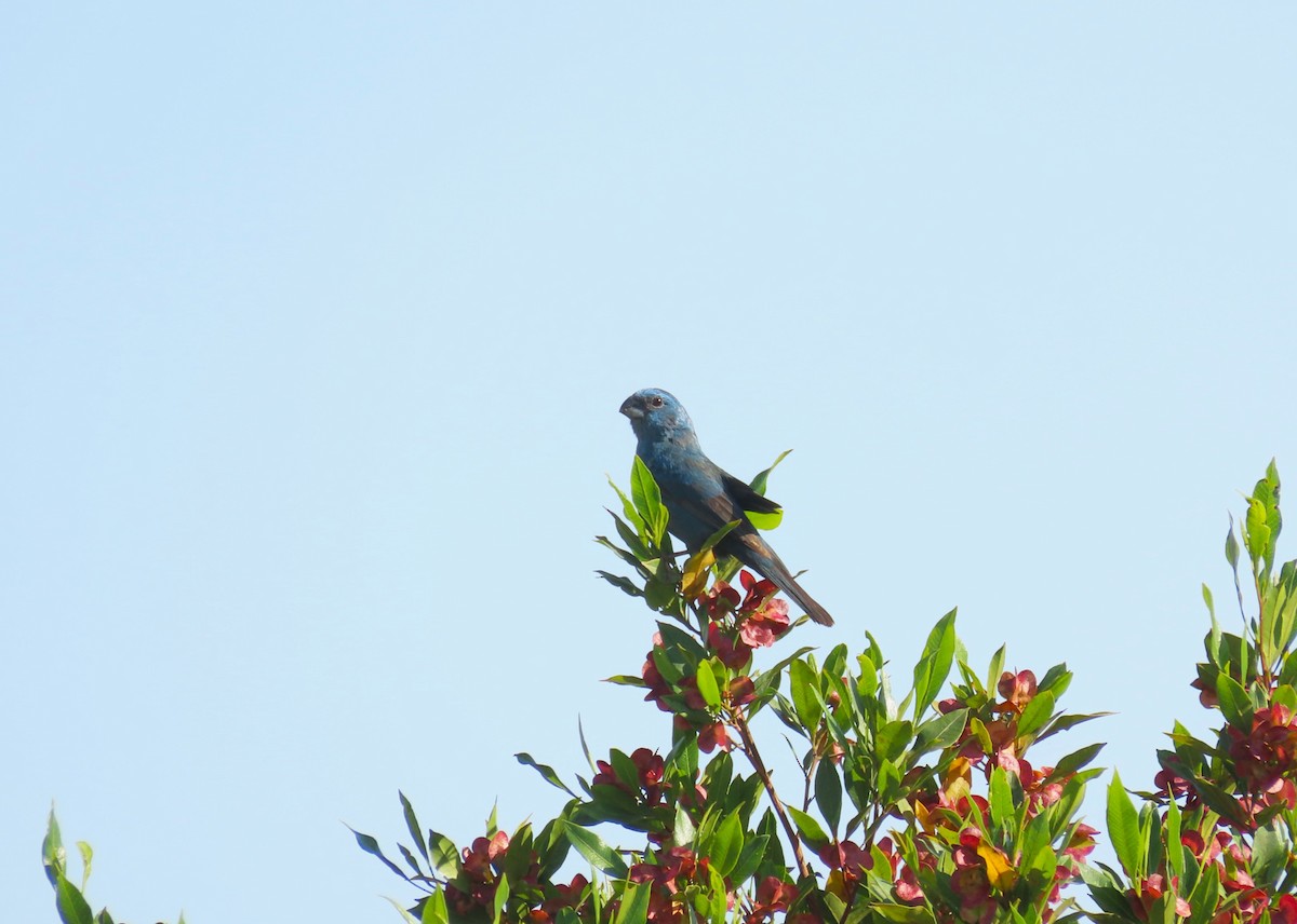 Glaucous-blue Grosbeak - ML646420961