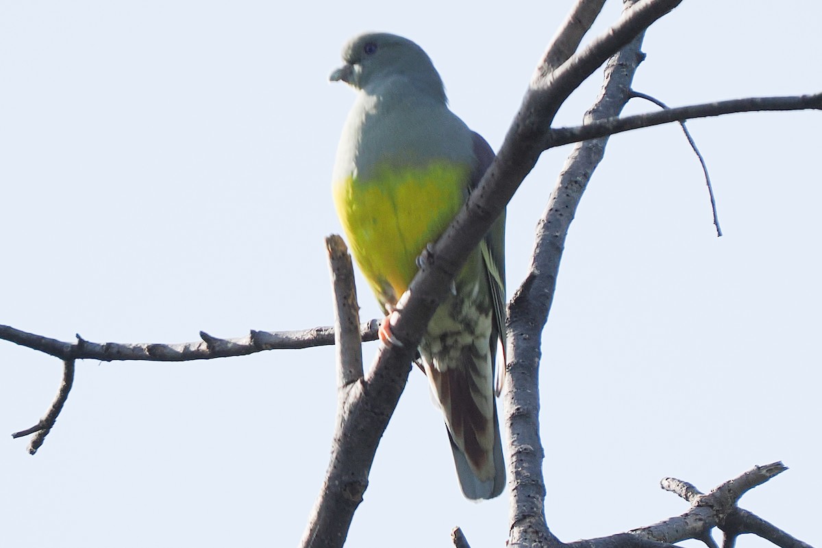 יונה ירוקה ערבית - ML646420962