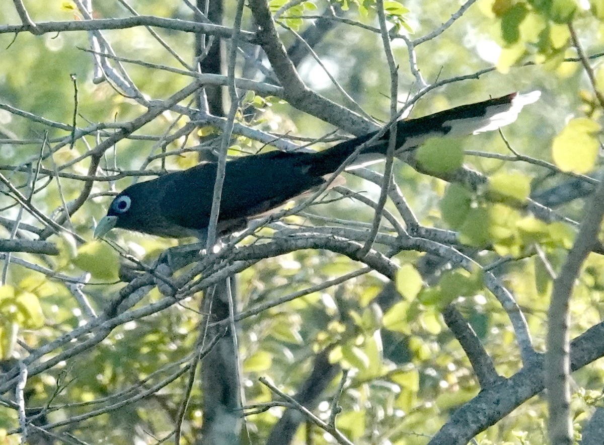 Малкога сірочерева - ML646420963