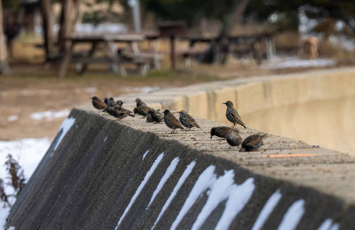 Шпак звичайний - ML646420964