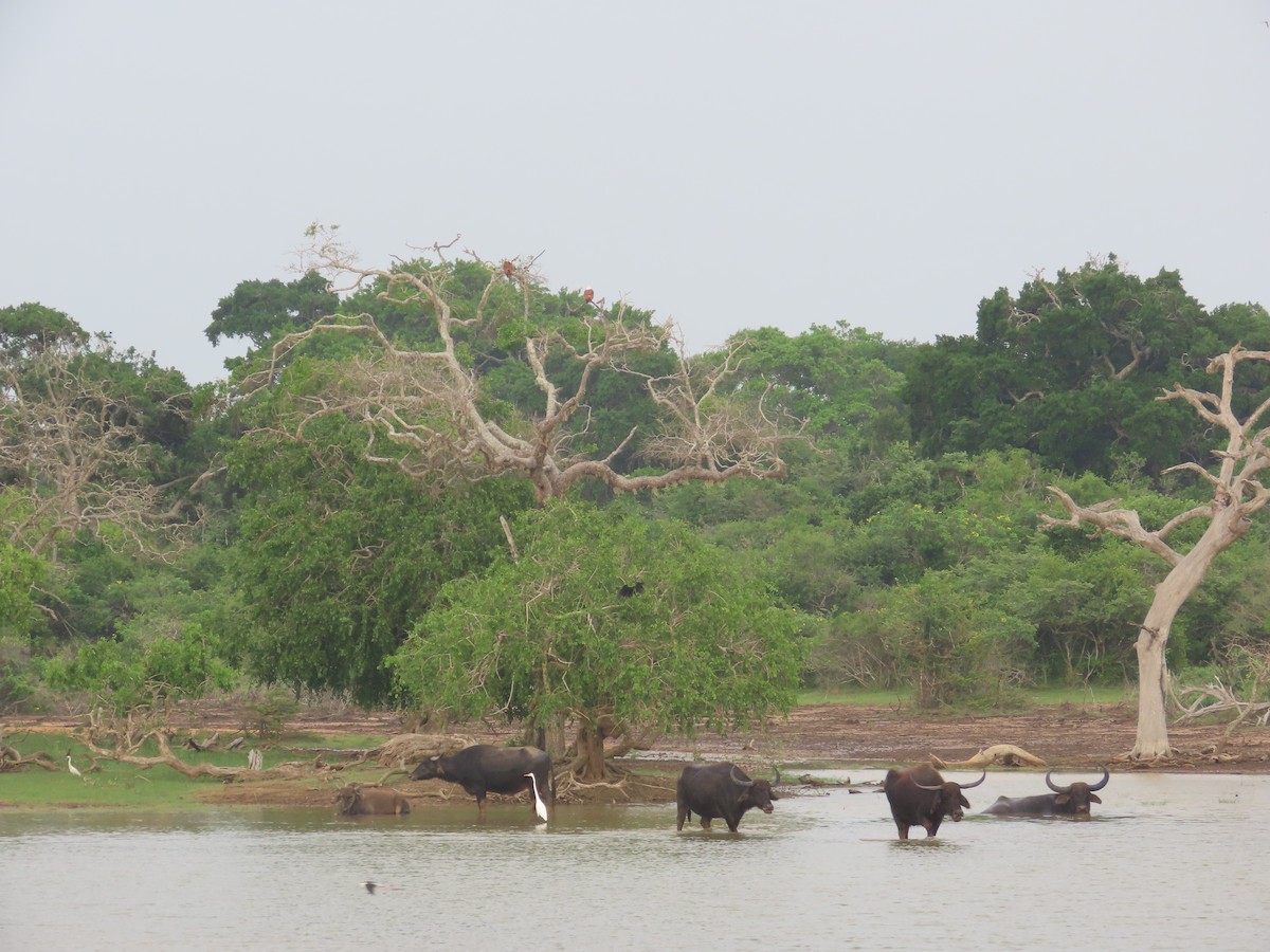 Animals - ML646420965