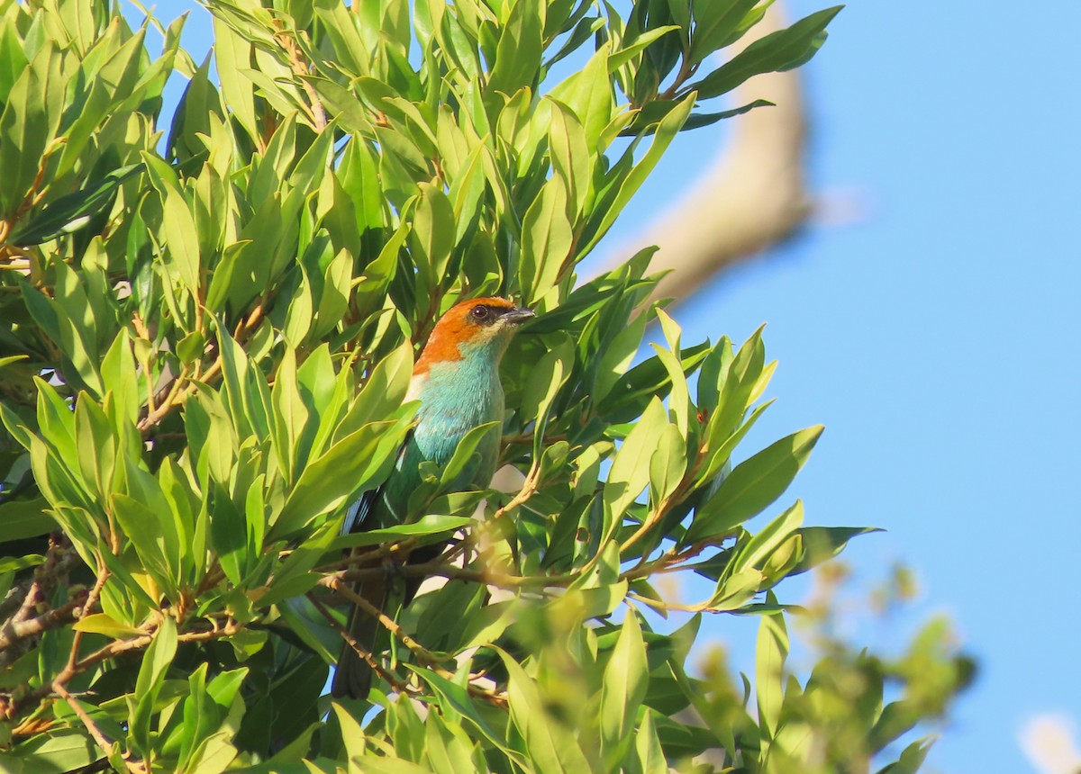Chestnut-backed Tanager - ML646420966
