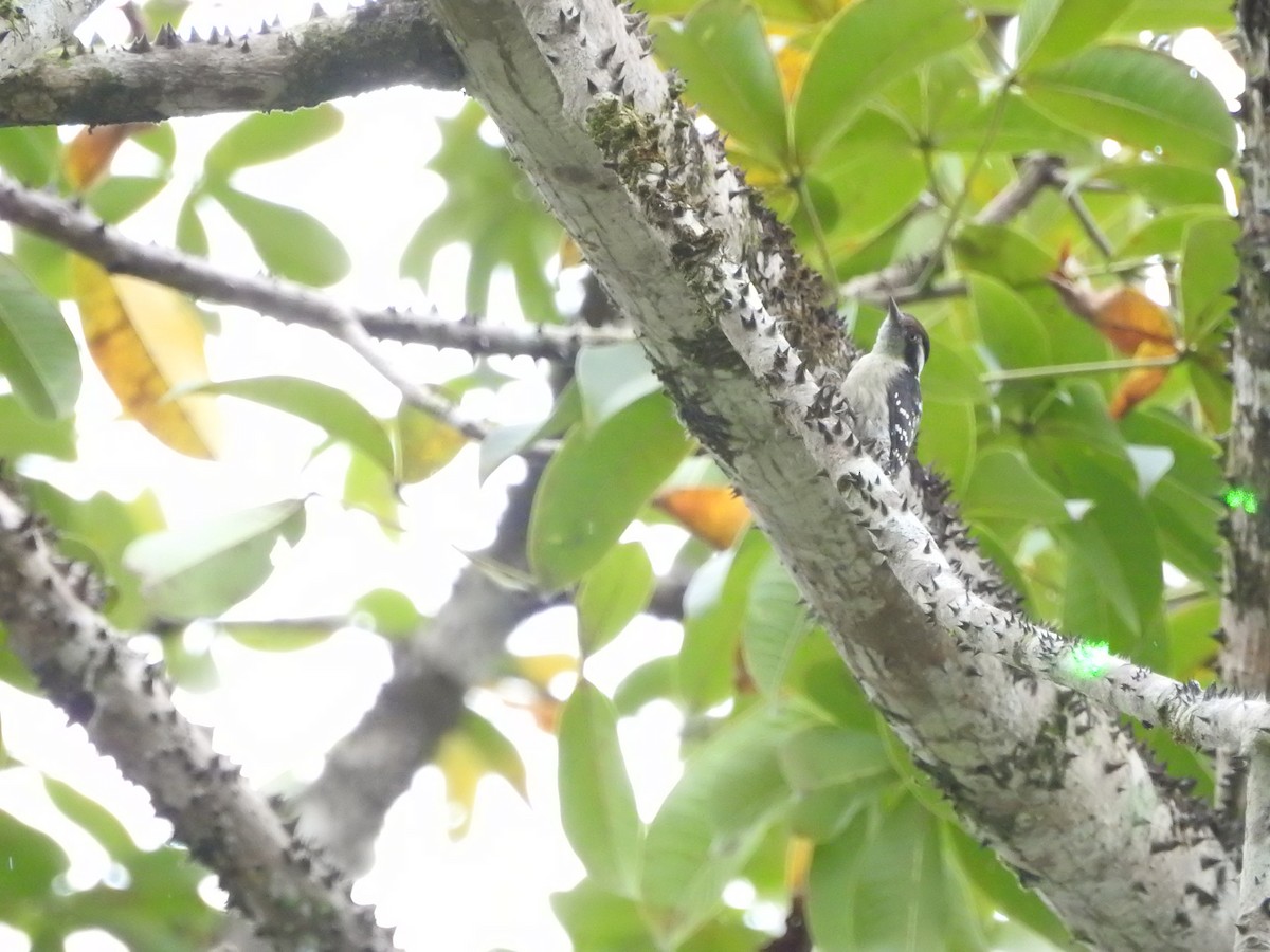 Дятел рудоголовий - ML646420971