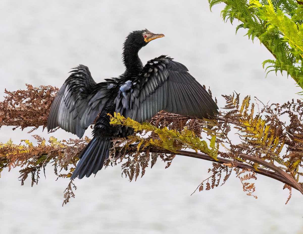 Баклан африканський - ML646420976