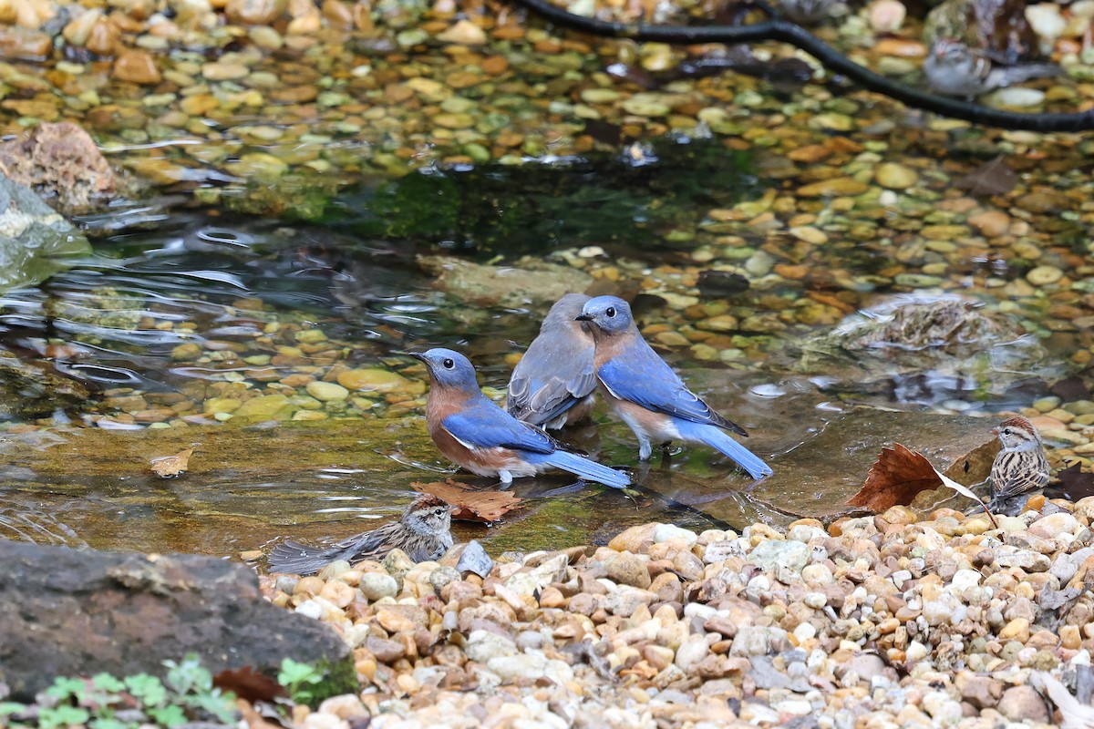 Блакитник східний - ML646420977