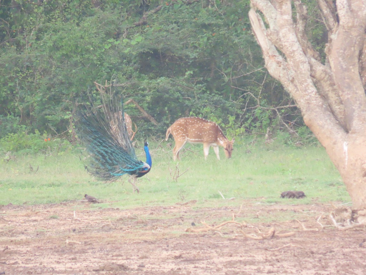 Animals - ML646420980