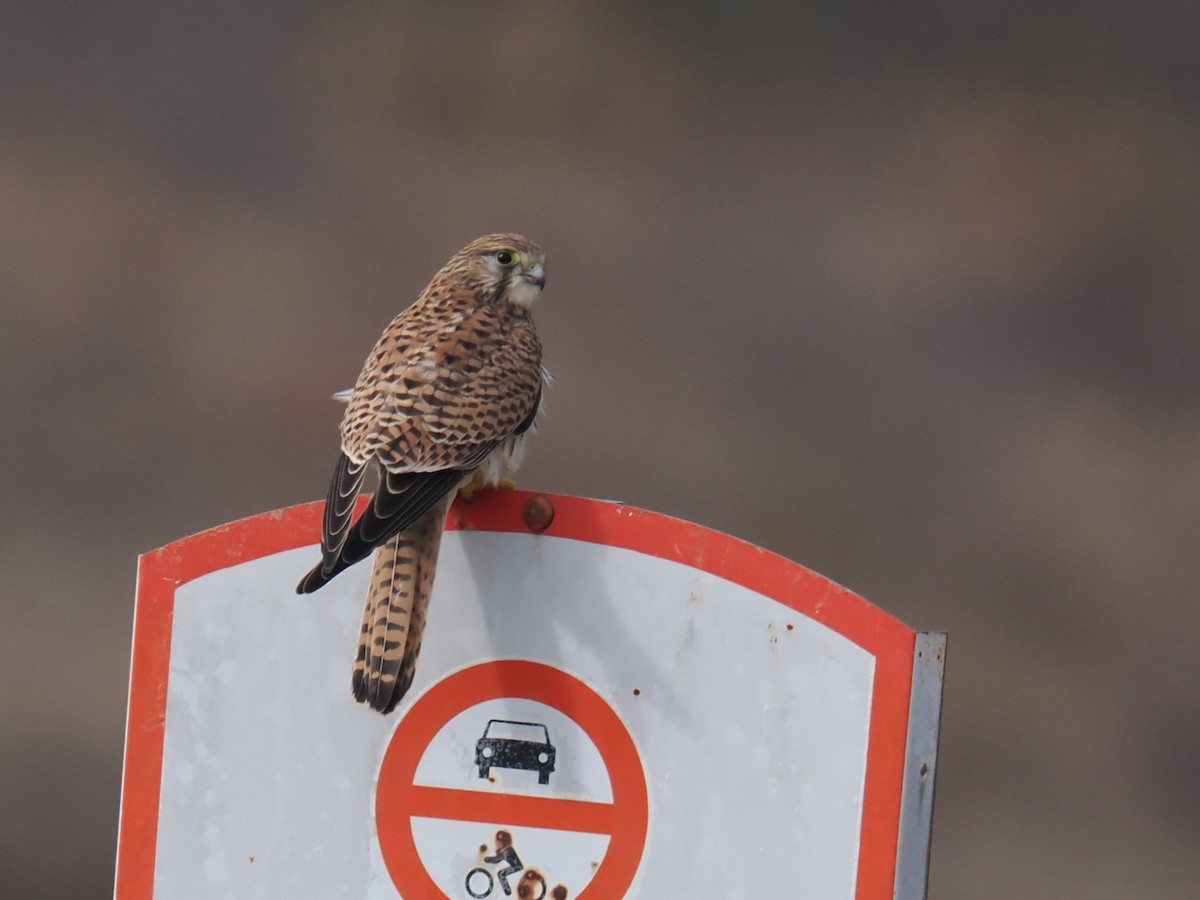 Боривітер звичайний - ML646420985