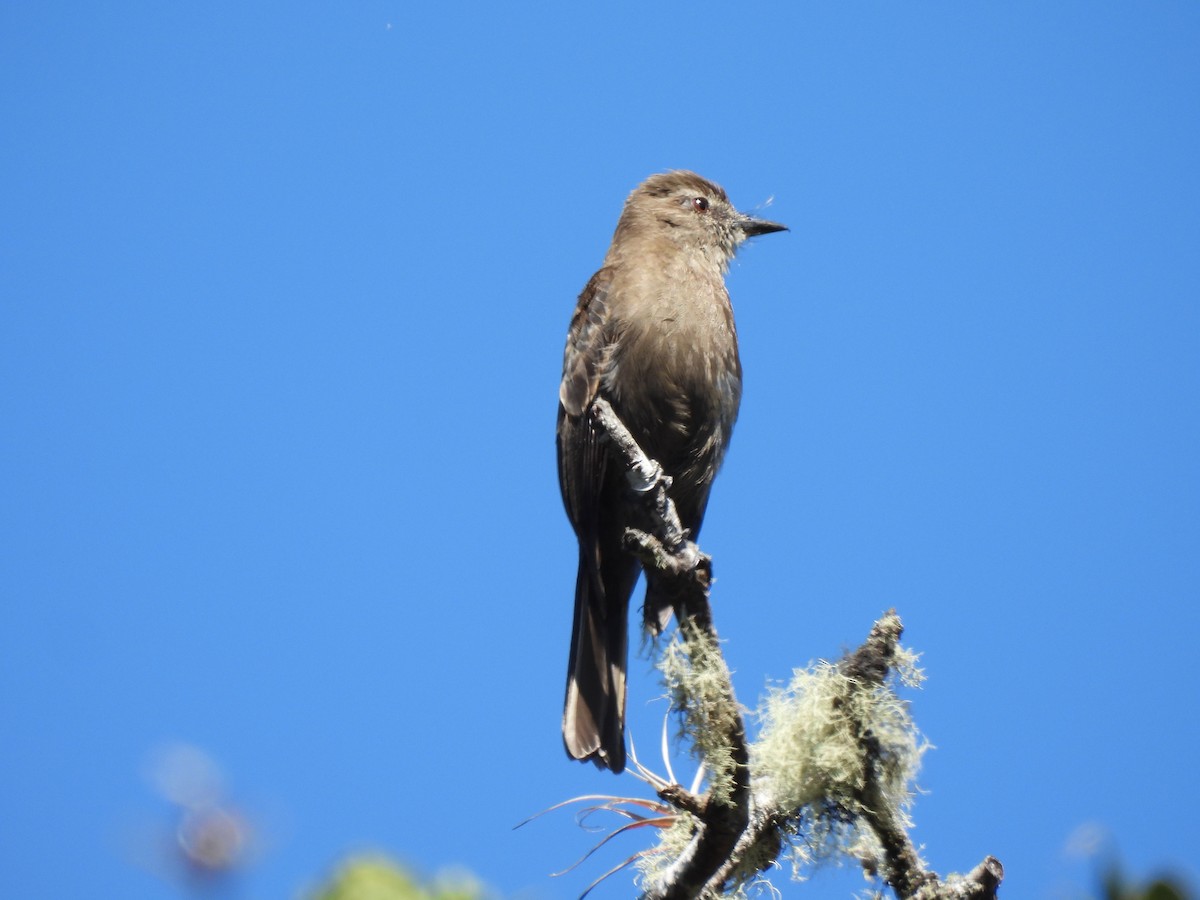 Кіптявник іржастий - ML646420986