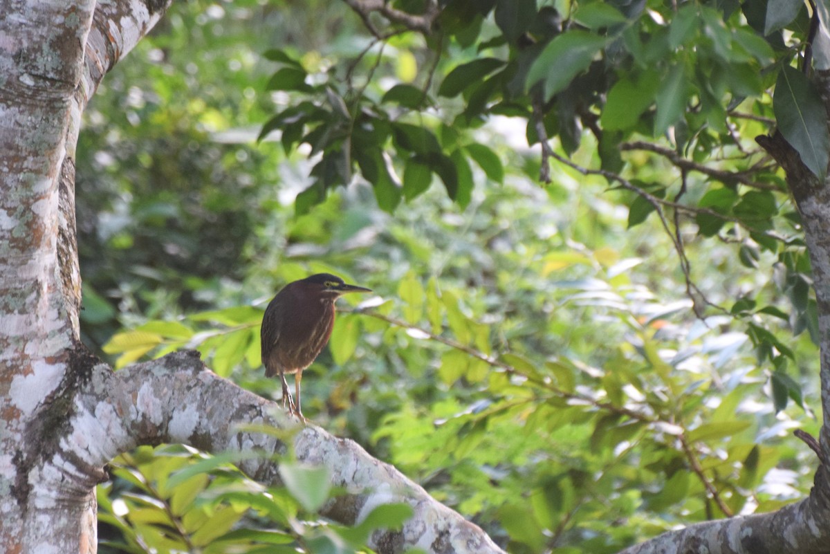 Чапля зелена - ML646420992