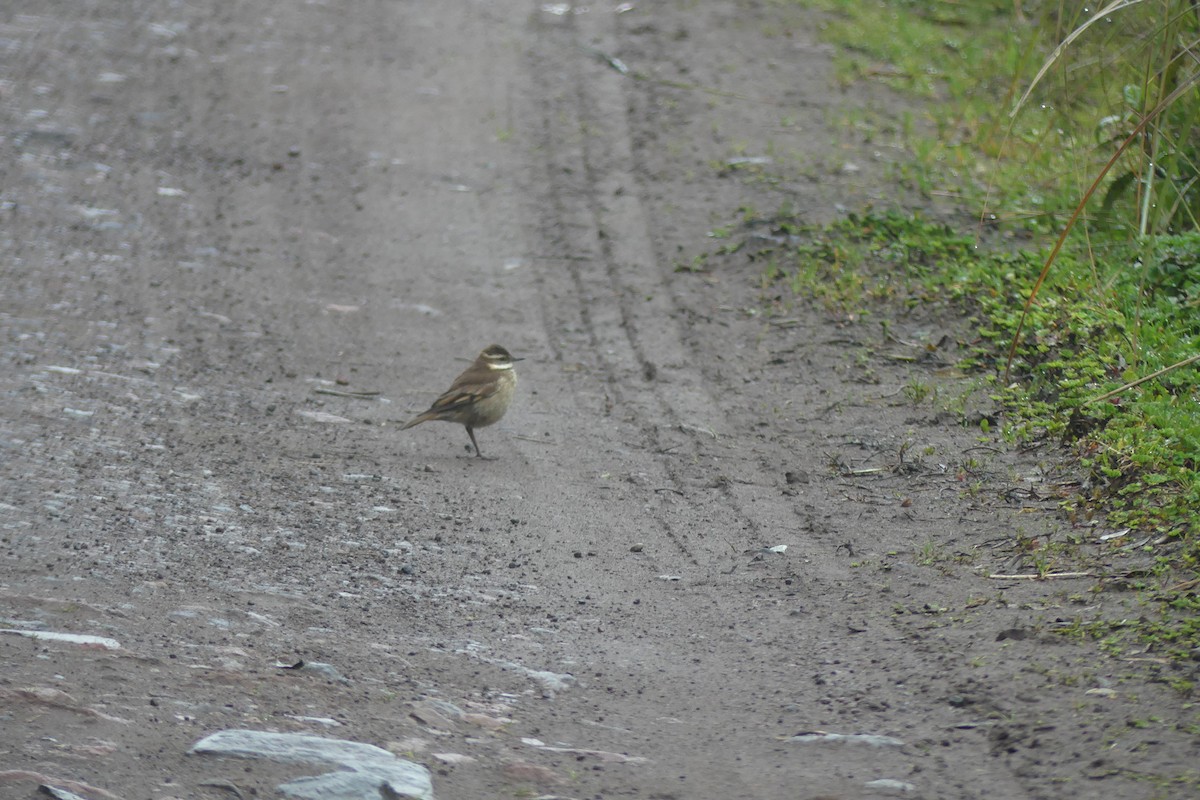 Трясихвіст білобровий - ML646420993