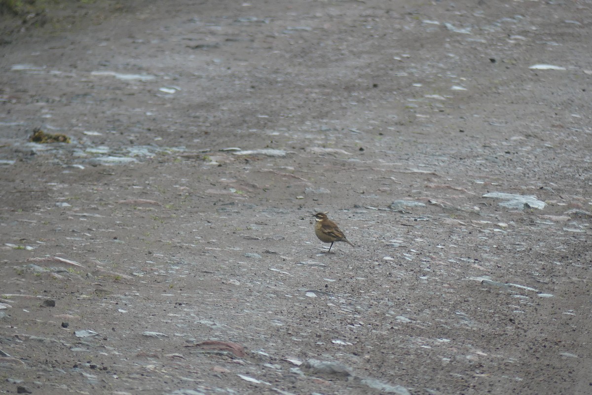 Трясихвіст білобровий - ML646420994