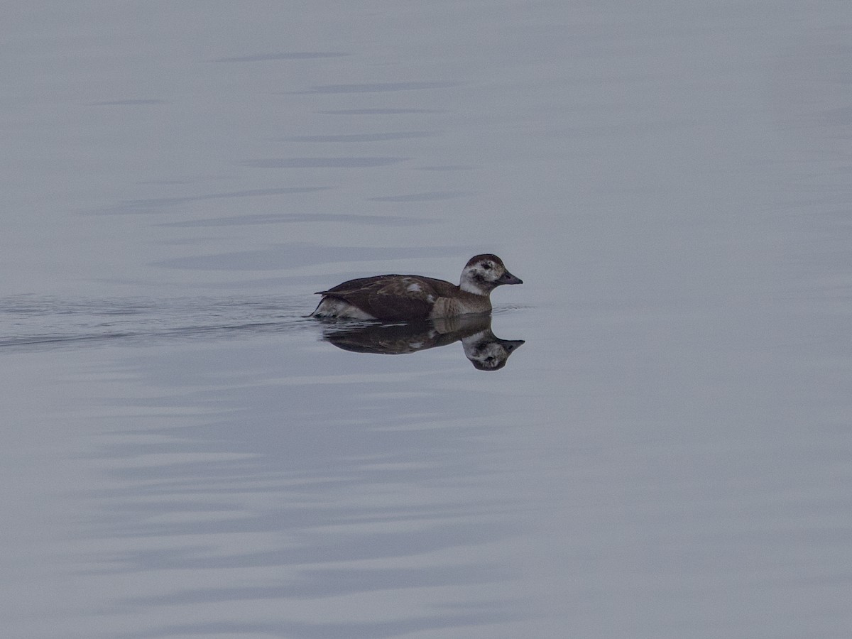 hoholka lední - ML646420996