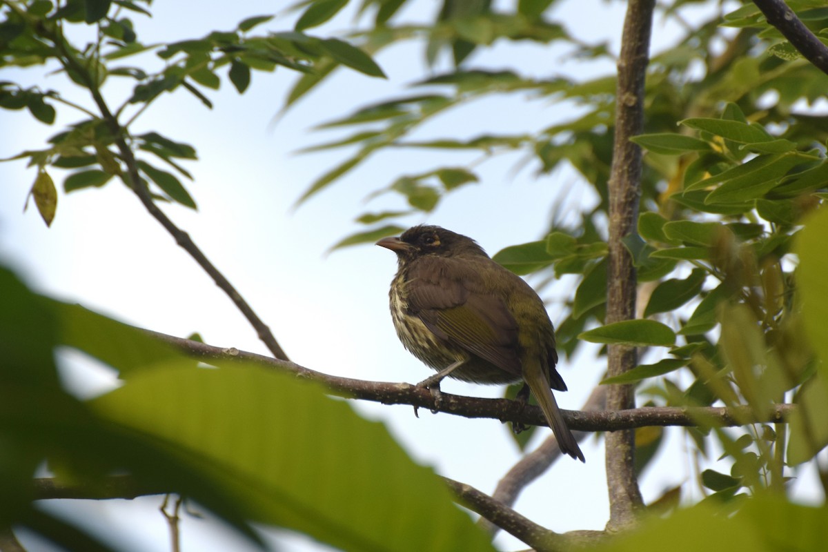 Пальмовик - ML646420997