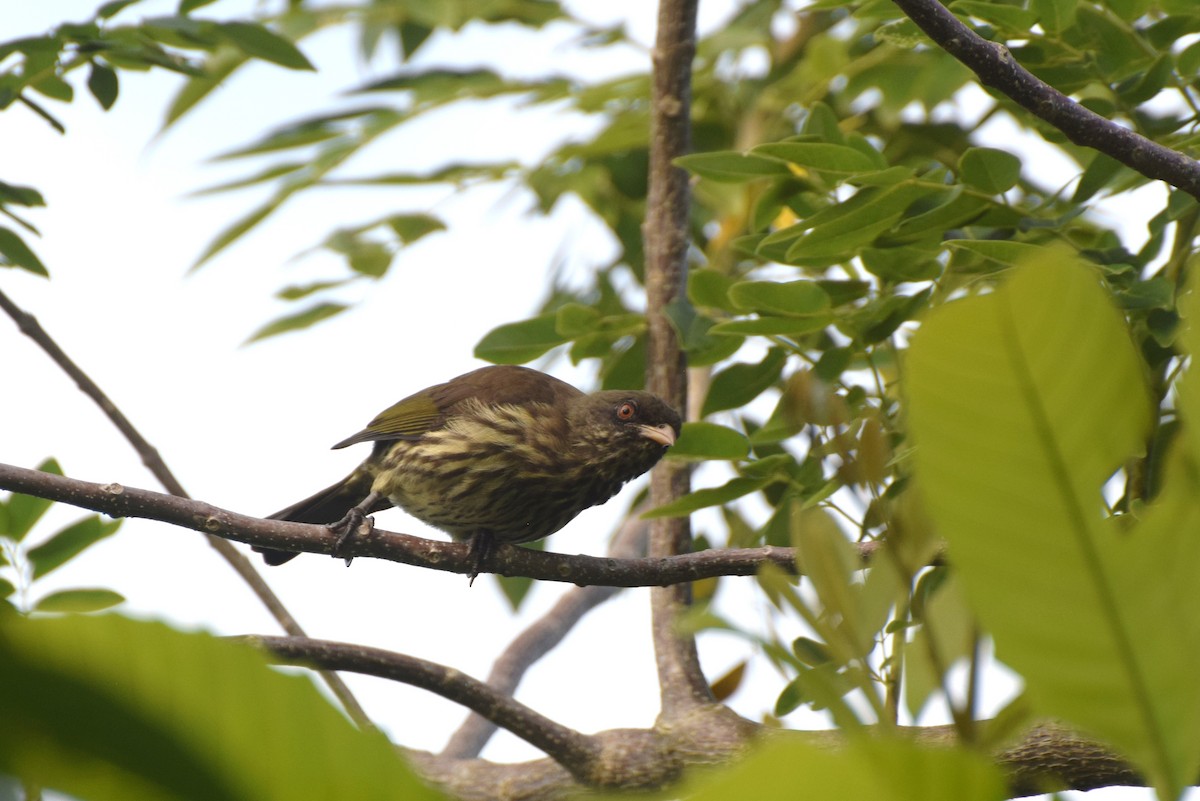 Пальмовик - ML646420998