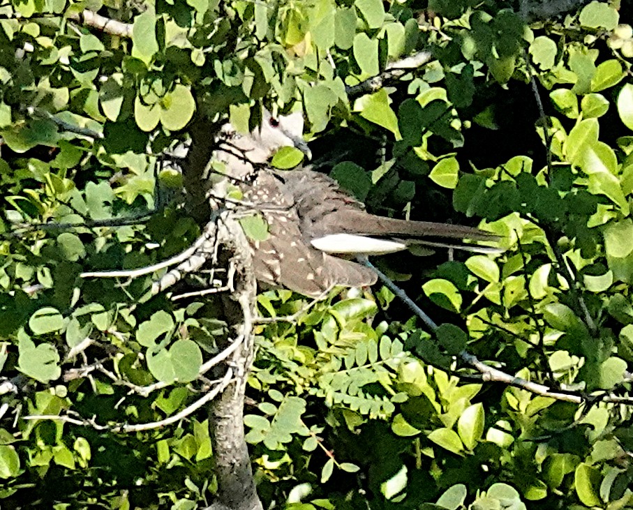 Горлиця китайська - ML646421000