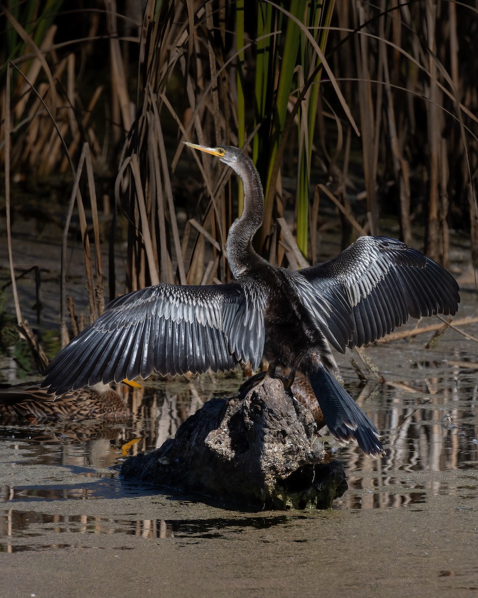 Змієшийка американська - ML646421002