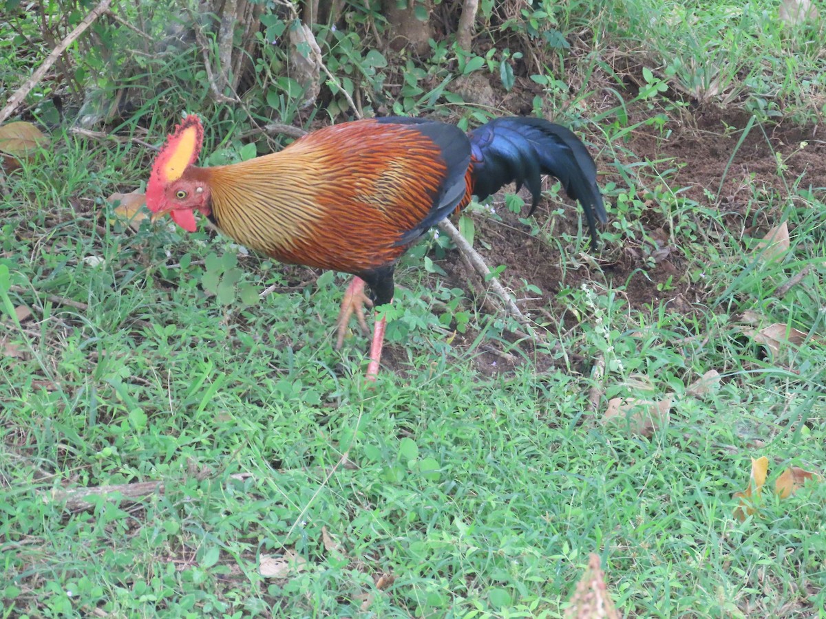 Курка ланкійська - ML646421003