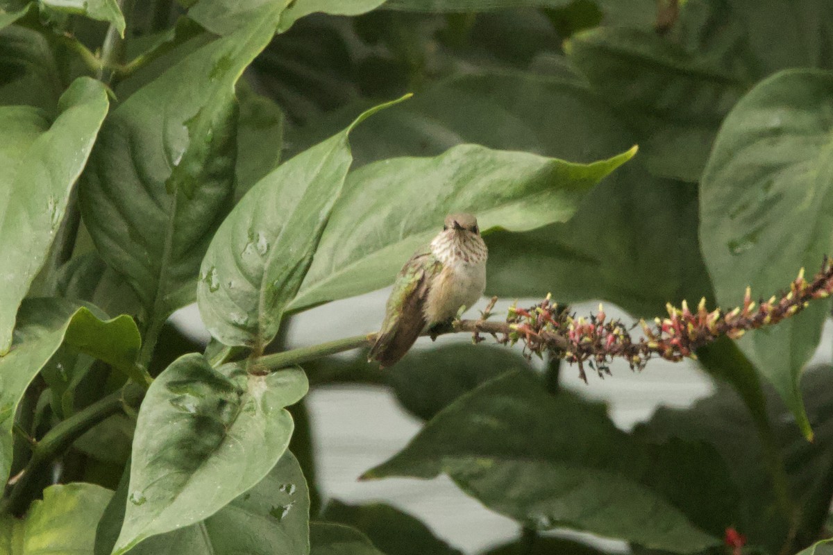 Calliope Hummingbird - ML646421006