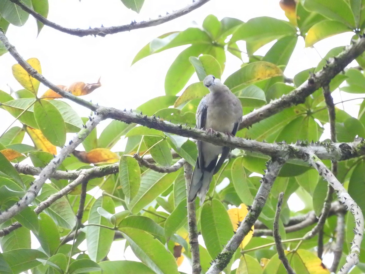 Горлиця китайська - ML646421007