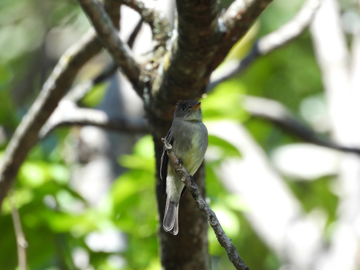 Піві тропічний - ML646421009