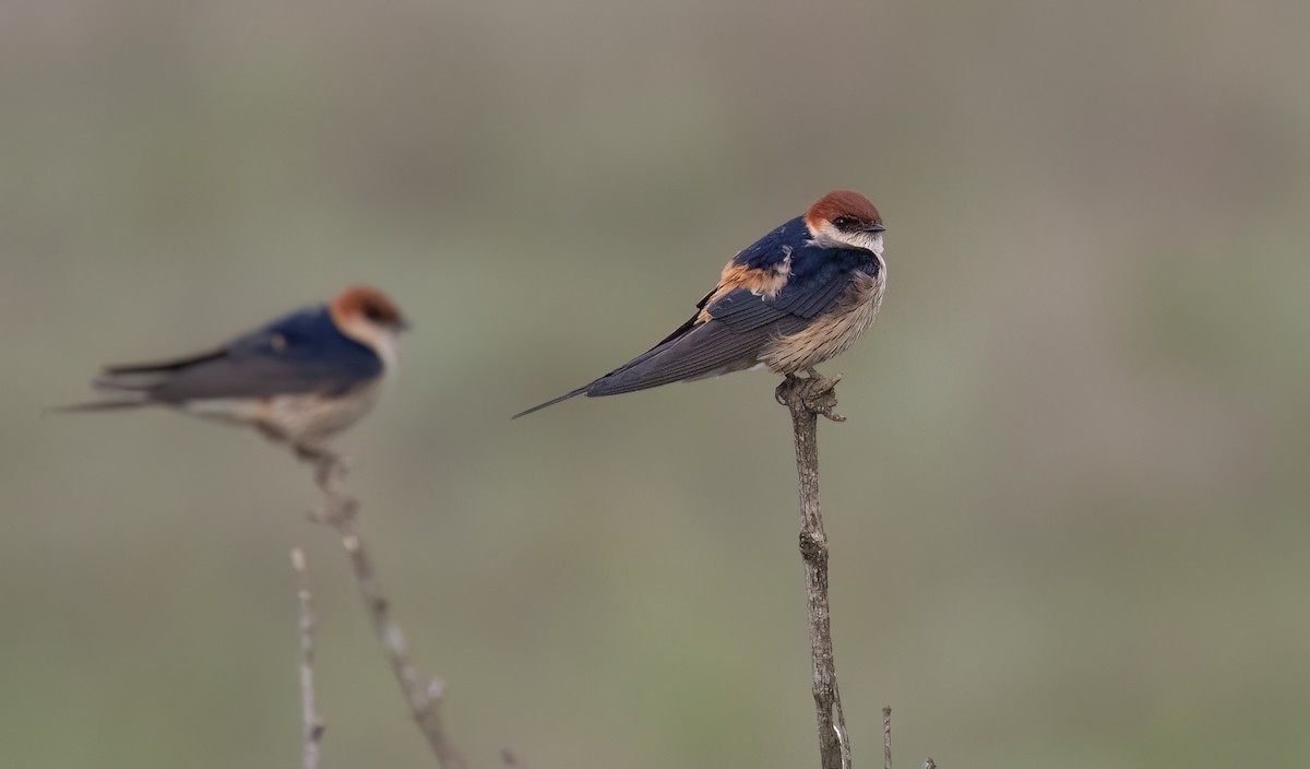 Greater Striped Swallow - ML646421010