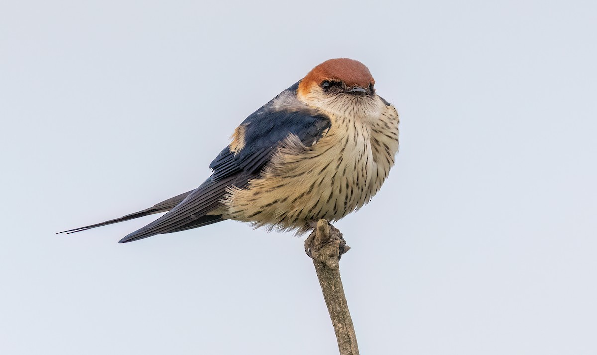 Greater Striped Swallow - ML646421011