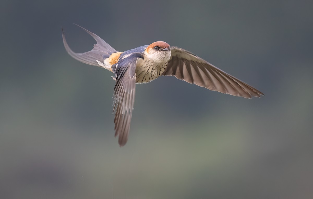Greater Striped Swallow - ML646421012