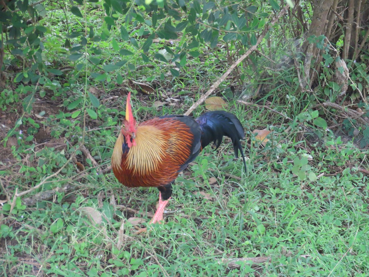 Курка ланкійська - ML646421015