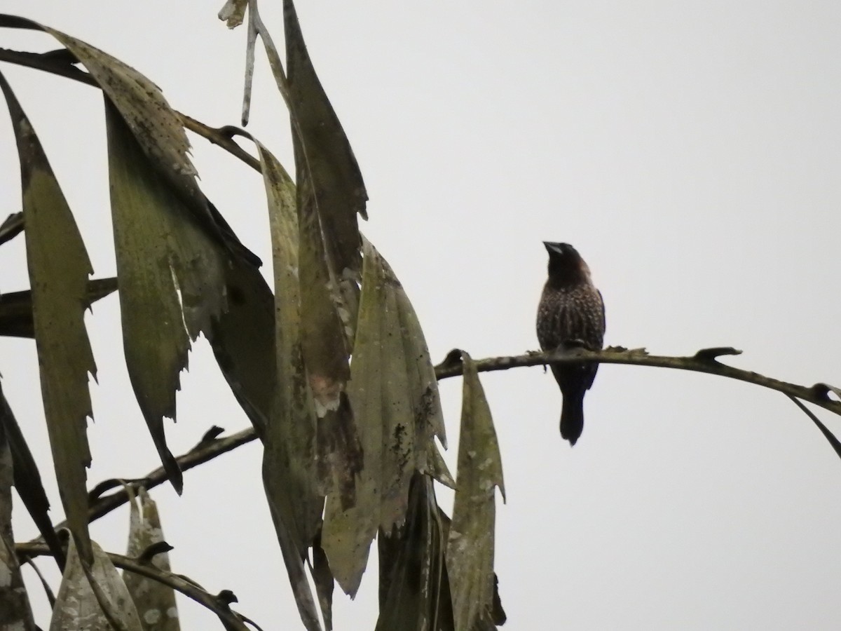 Мунія чагарникова - ML646421016