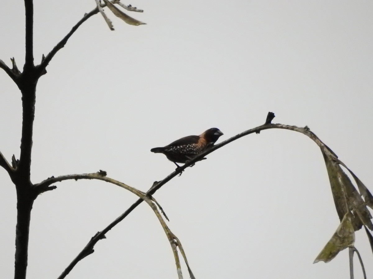 Мунія чагарникова - ML646421017