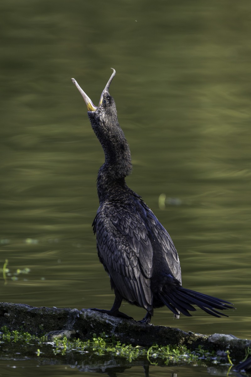Neotropic Cormorant - ML646421019
