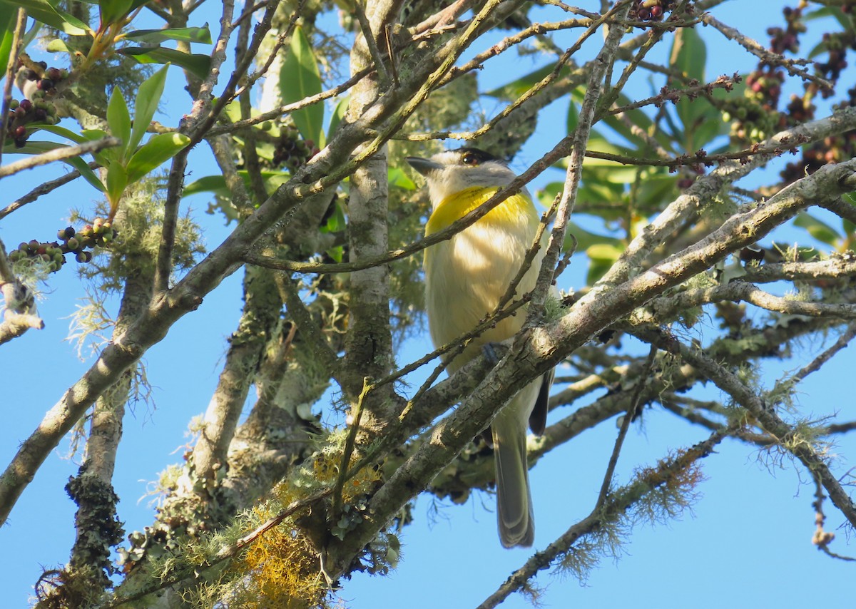 Green-backed Becard - ML646421020