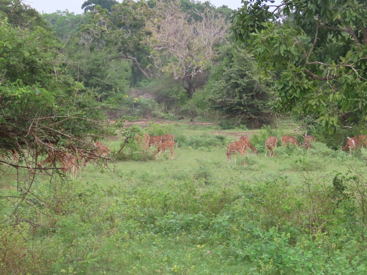 Animals - ML646421021