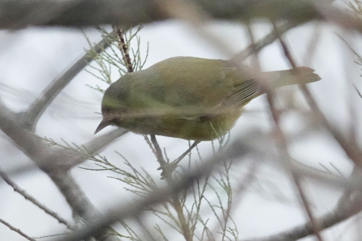 Orange-crowned Warbler - ML646421023