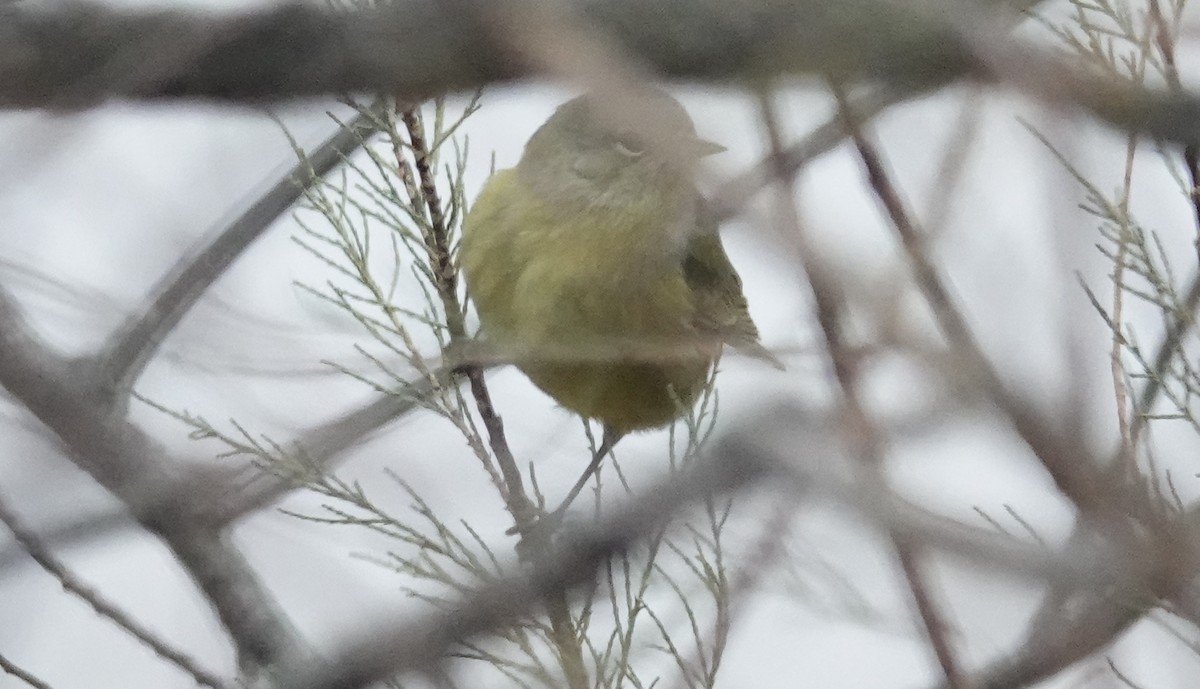 Orange-crowned Warbler - ML646421024