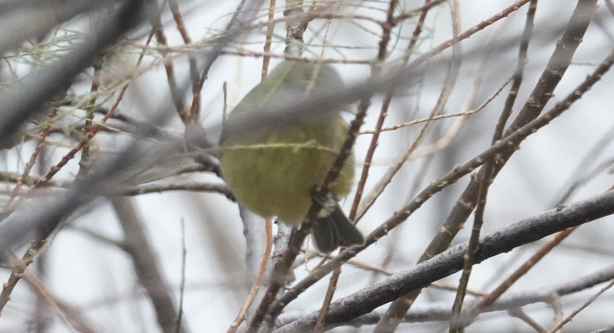 Orange-crowned Warbler - ML646421026