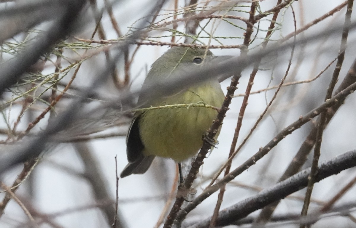 Orange-crowned Warbler - ML646421027