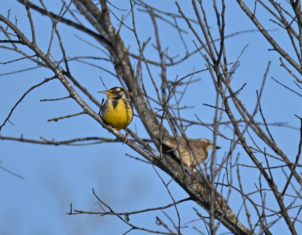 Western/Eastern Meadowlark - ML646421028