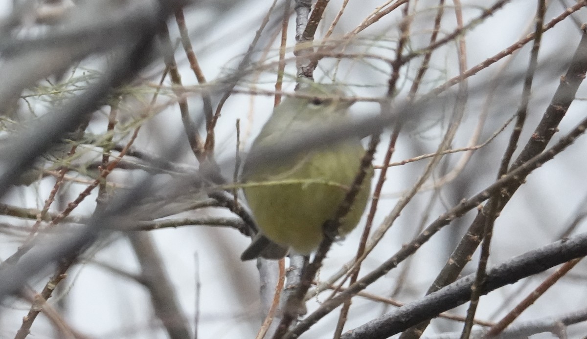 Orange-crowned Warbler - ML646421029