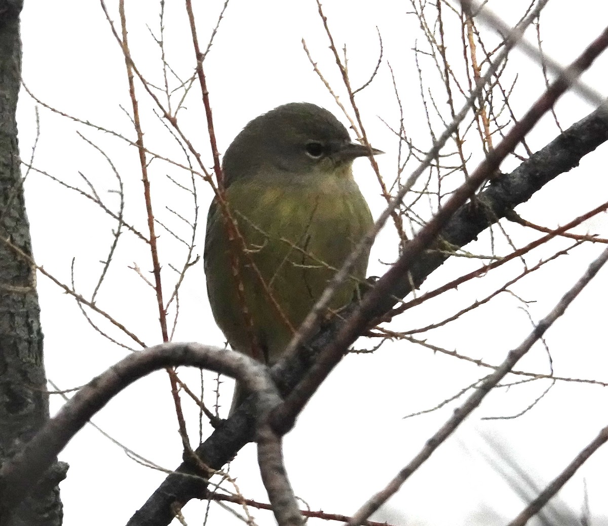 Orange-crowned Warbler - ML646421030