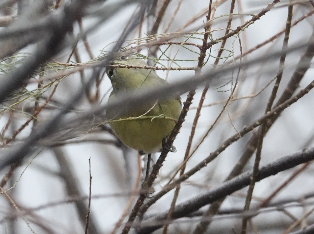 Orange-crowned Warbler - ML646421031