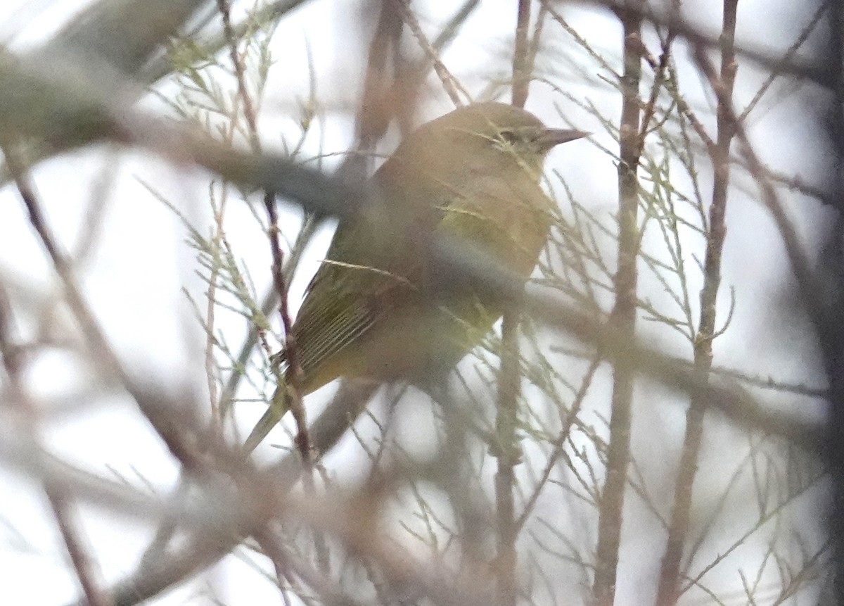 Orange-crowned Warbler - ML646421032