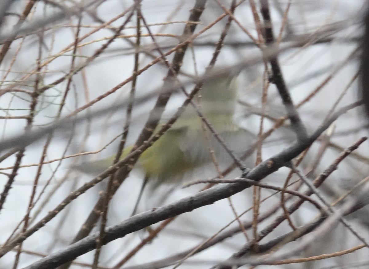 Orange-crowned Warbler - ML646421033