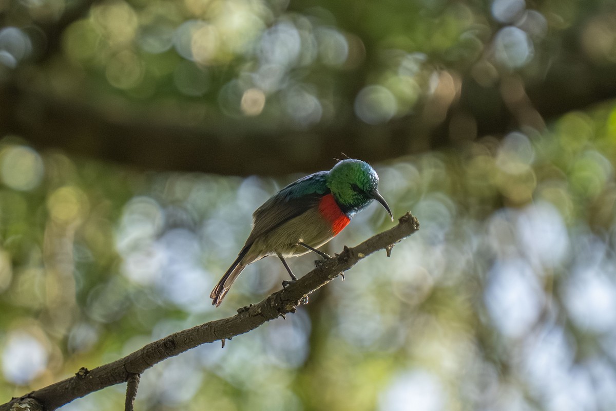 Eastern Double-collared Sunbird - ML646421034