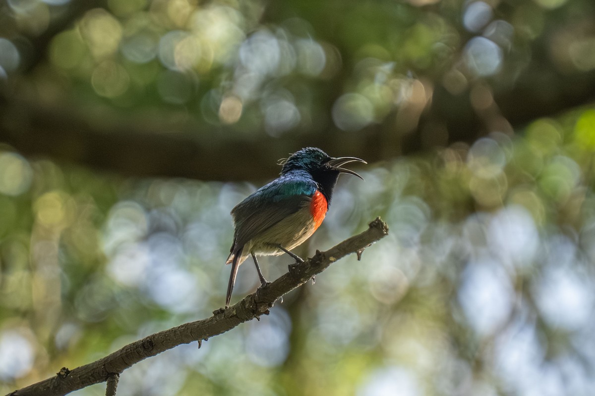 Eastern Double-collared Sunbird - ML646421035