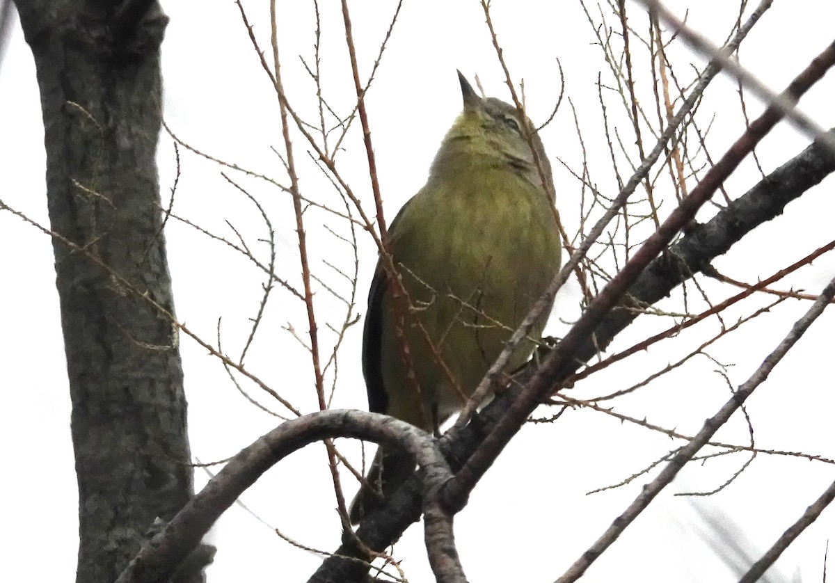 Orange-crowned Warbler - ML646421036